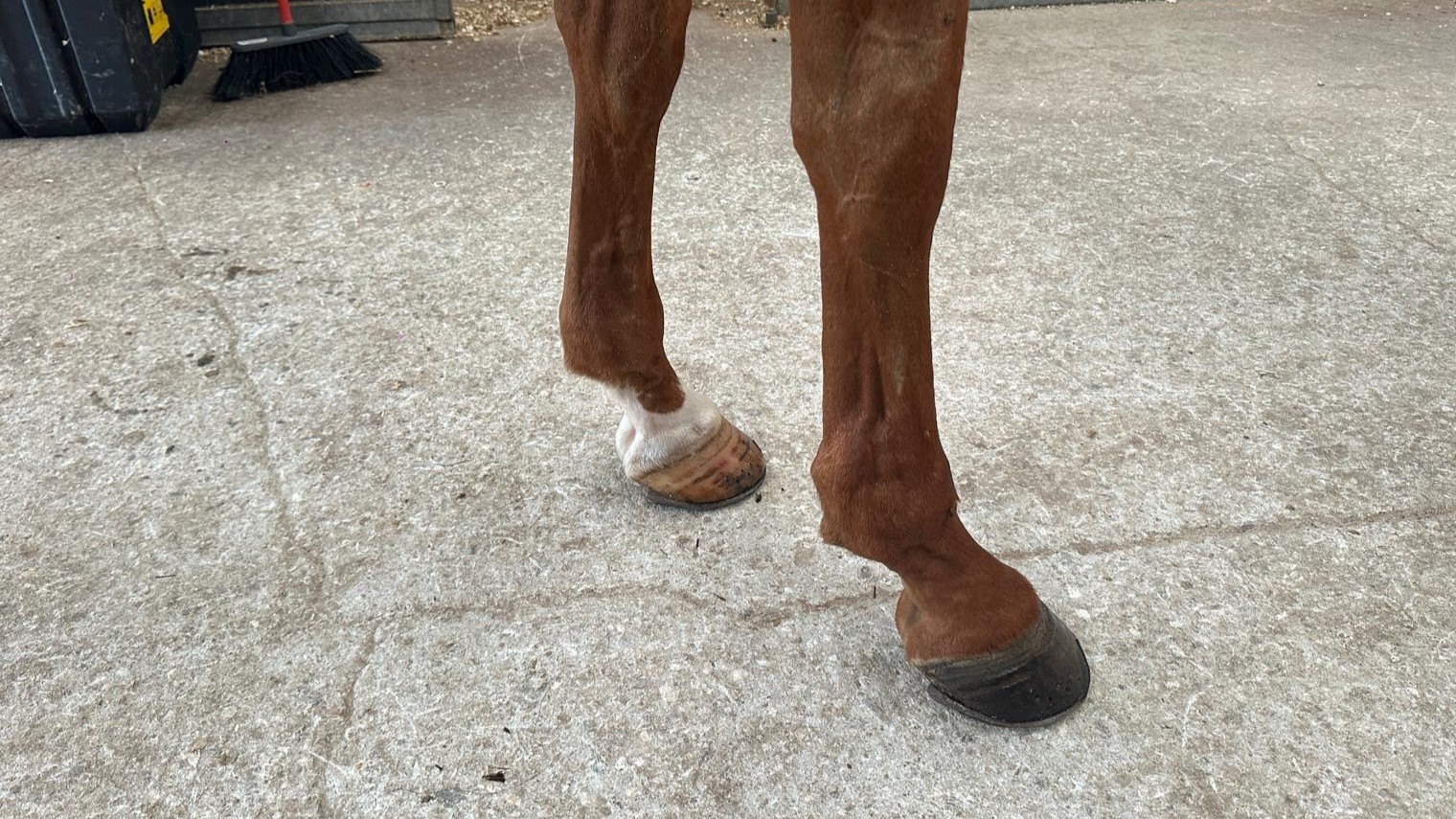 horse